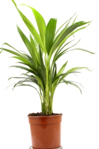 Aspidistra elatior